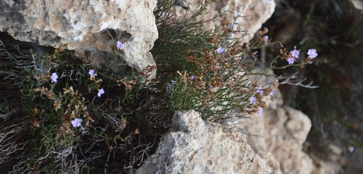 Lanfranco’s Sea Lavender, a newly discovered endemic plant