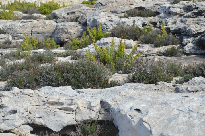 Lanfranco's Sea Lavender, a newly discovered endemic plant