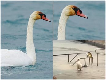 BirdLife Malta monitoring injured Mute Swan in Gozo