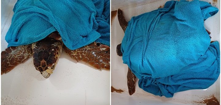 Turtle rescued at Ramla Bay given the name of `Hope’