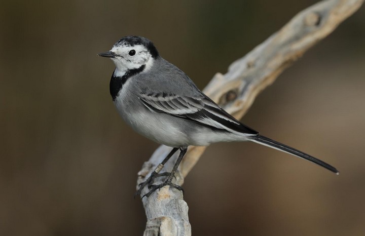 BirdLife condemns the "butchering" of Mosta trees roosting sites