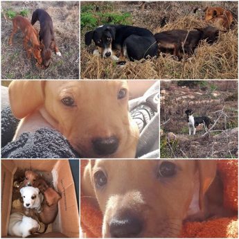 Nine abandoned puppies and dogs rescued in Gozo