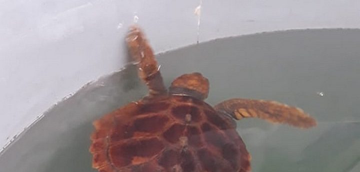 Juvenile turtle rescued in Gozo recovering from successful operation