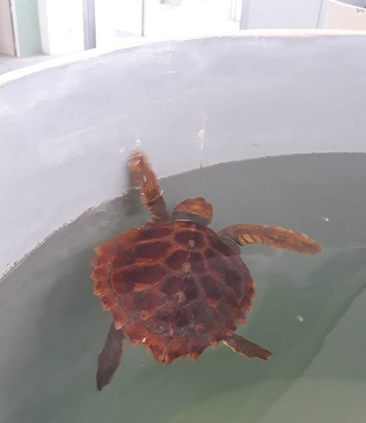 Sea turtle rescue seminar for divers taking place in Gozo