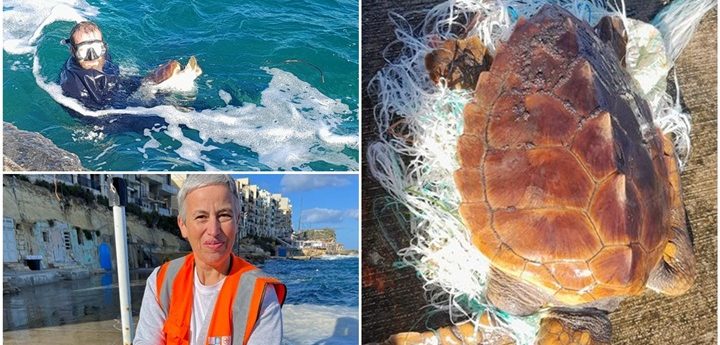 Juvenile turtle entangled in plastic sack rescued from Marsalforn Bay