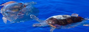Field research carried out on sea turtles of the Maltese Islands