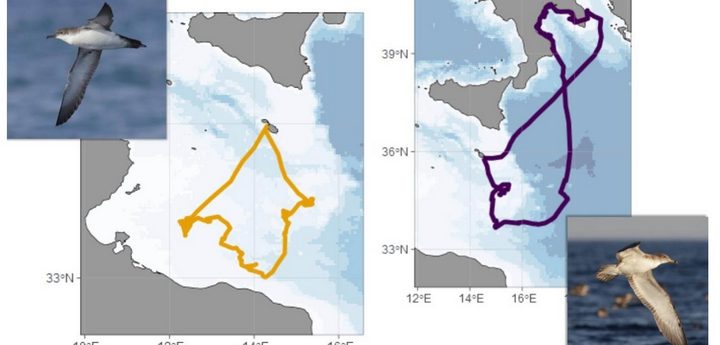 Malta-based ornithologists at Mediterranean seabird symposium