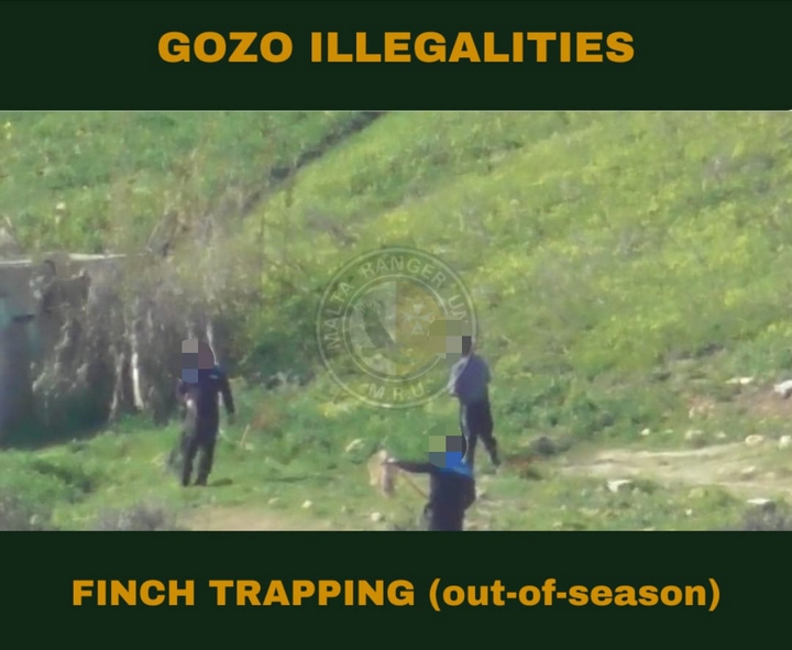 Finch trapper north east Gozo