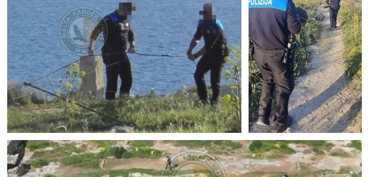 Two illegal trapping sites dismantled on Gozo after Rangers’ report