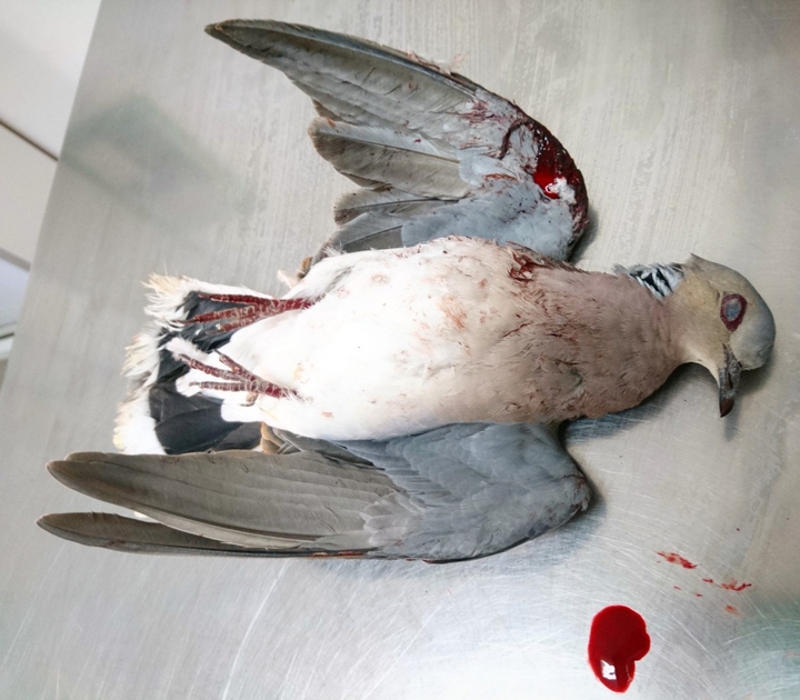 BirdLife condemns ''dangerous political race to weaken environmental enforcement''