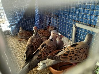 Illegal hunting and trapping uncovered in limits of Marsaskala – BLM