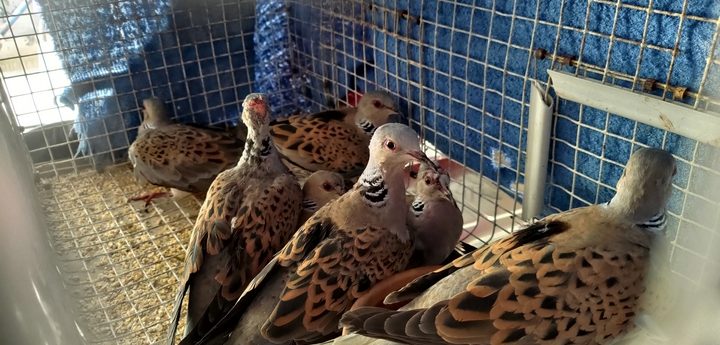 Illegal hunting and trapping uncovered in limits of Marsaskala – BLM