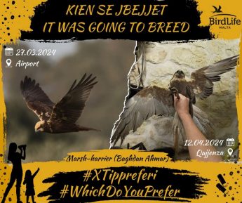 Marsh-harrier is “first known illegal hunting casualty” of the season – BLM