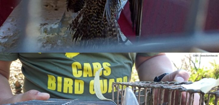 CABS ”bird protection camp” 37 poachers convicted, 300 live birds confiscated