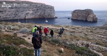 Gozo’s Dwejra Tower summer shearwater event