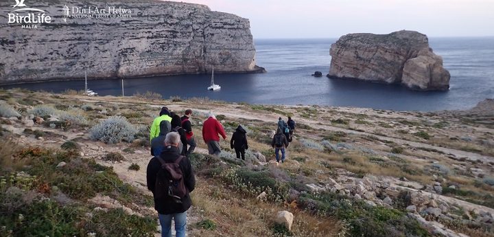 Gozo’s Dwejra Tower summer shearwater event