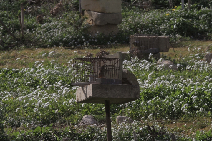 "Research period" on seven species of songbirds opens Monday