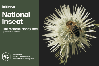 Bee Creative: Maltese Honey Bee artVenture – Awareness venture for students