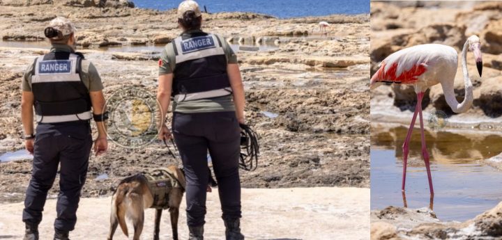 Gozo – MRU and BirdLife guard over flamingo that arrived on Tuesday