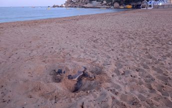 World Sea Turtle Day being celebrated today