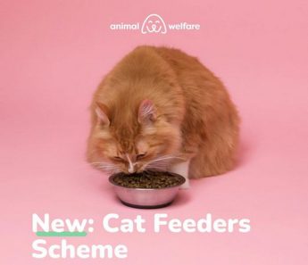 Stray cat feeders must register with their Local Council by end of July Stray cat feeders must register with their Local Council by end of July