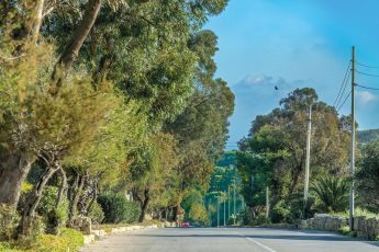NGOs object to unnecessary uprooting of trees in Marsalforn road project