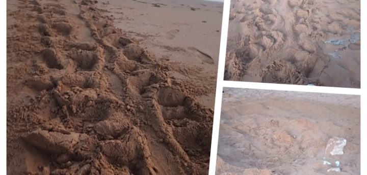 Loggerhead turtle nest confirmed at Ramla Bay, Gozo