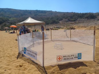 Volunteers needed to help watch over the Ramla turtle nest