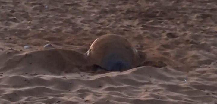 Gozo now has second turtle nest at Ramla l-Hamra beach