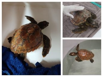 Juvenile Loggerhead Sea turtle rescued off the coast of Gozo