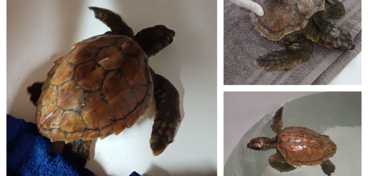 Juvenile Loggerhead Sea turtle rescued off the coast of Gozo