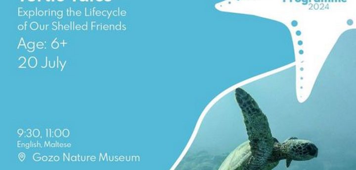 Turtle Tales – Gozo Nature Museum workshop for children