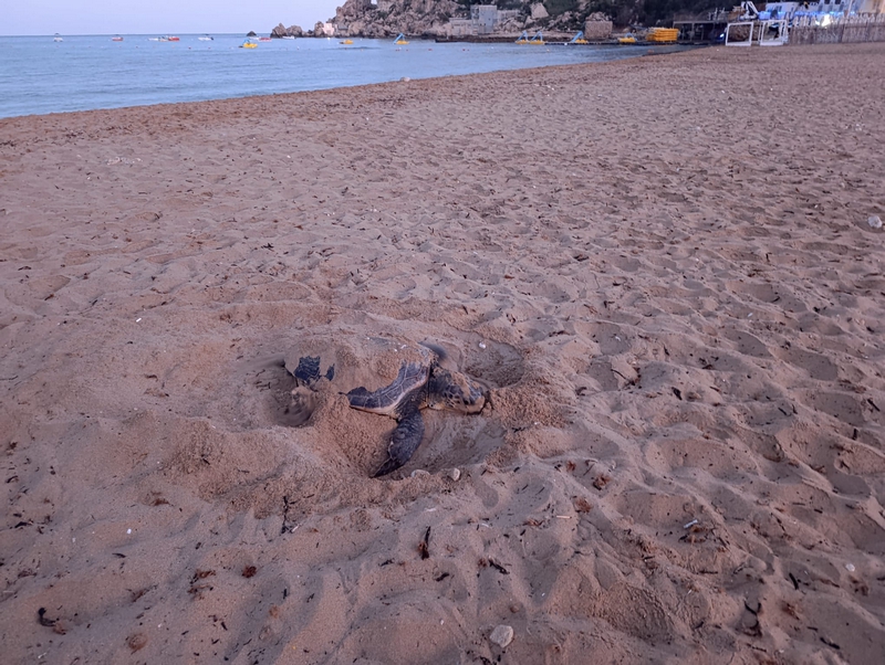 Volunteers needed to watch over turtle nests needed in Gozo and Malta