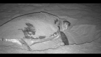 Volunteers needed to watch over turtle nests in Gozo and Malta Volunteers needed to watch over turtle nests in Gozo and Malta