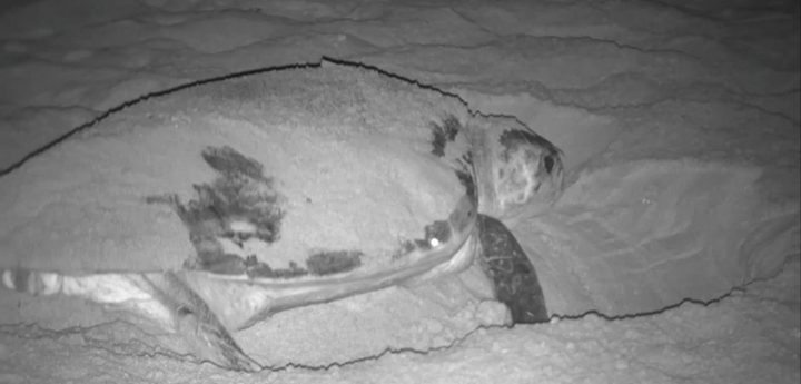 Volunteers needed to watch over turtle nests in Gozo and Malta