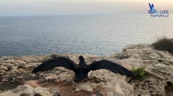 Please look out for stranded Shearwater fledglings that may need help
