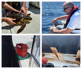 Two protected species rescued during ERA sea patrols Two protected species rescued during ERA sea patrols