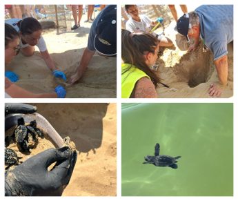 37 turtle hatchlings confirmed from first nest of 2024 at Golden Sands
