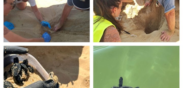 37 turtle hatchlings confirmed from first nest of 2024 at Golden Sands