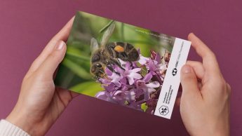 Raising awareness for conservation of the endemic Maltese Honeybee