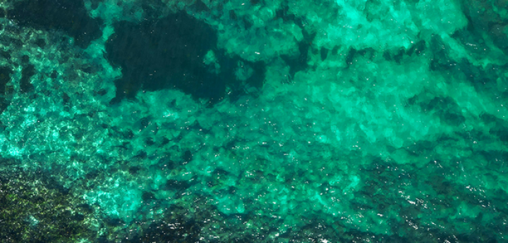 Scientific survey underway to raise awareness about fish on Malta’s seabed