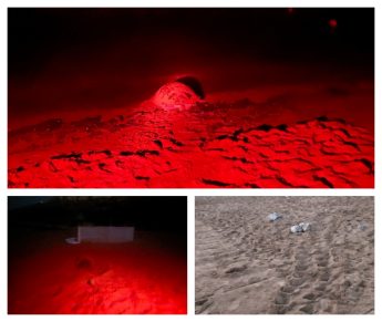 Turtle nest number 3 for Ramla Bay in Gozo
