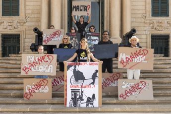 Animal Liberation Malta calls for immediate abolition of horse carriages