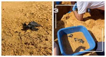 67 turtle hatchlings made it to the sea from Ramla Bay nest, Gozo