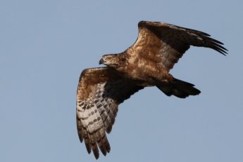 First-ever Oriental Honey-buzzard spotted over Maltese Islands