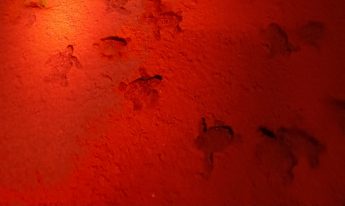 50 turtle hatchlings emerge so far from Ramla Bay nest