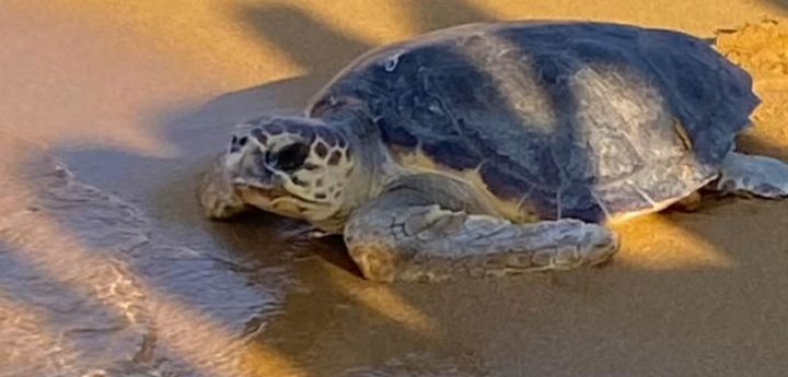 Watch – 3 turtles released back to the sea at Ramla Bay, Gozo