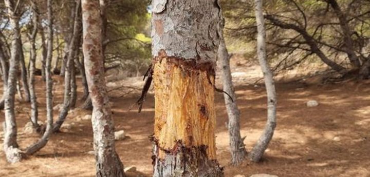 Tree vandalised on Comino causing extensive damage