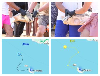 Atua and EM – two rehabilitated turtles released back to the sea Atua and EM – two rehabilitated turtles released back to the sea