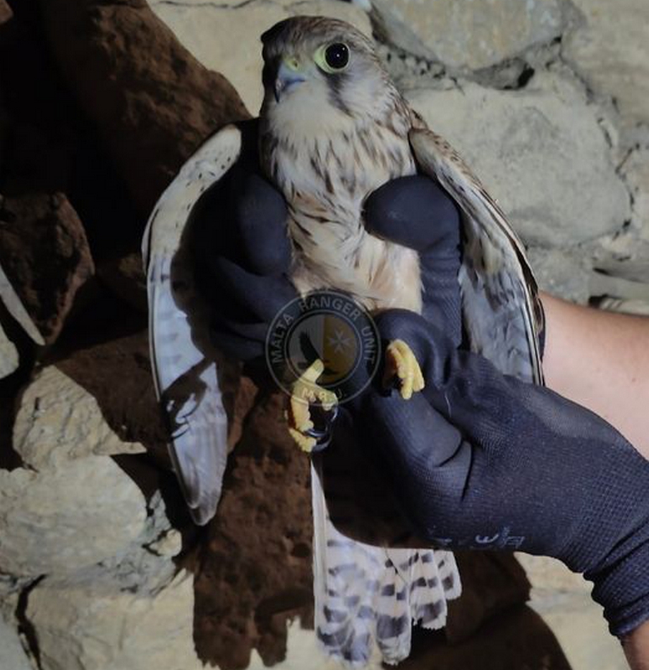 Police dismantle unattended trapping nets in Gozo, injured bird of prey retrieved - MRU